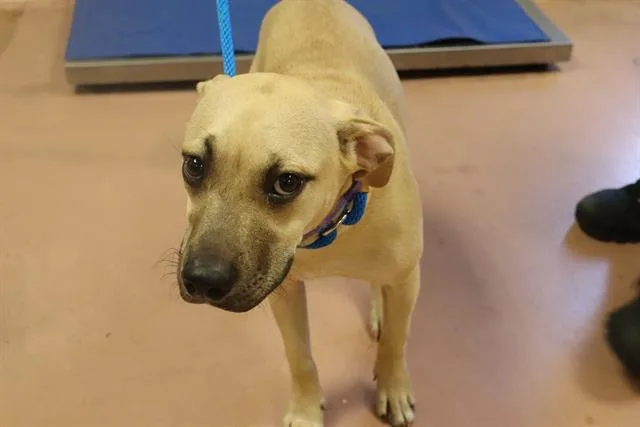 A young small-sized female Mixed Breed dog named Karla for adoption in Columbia, SC