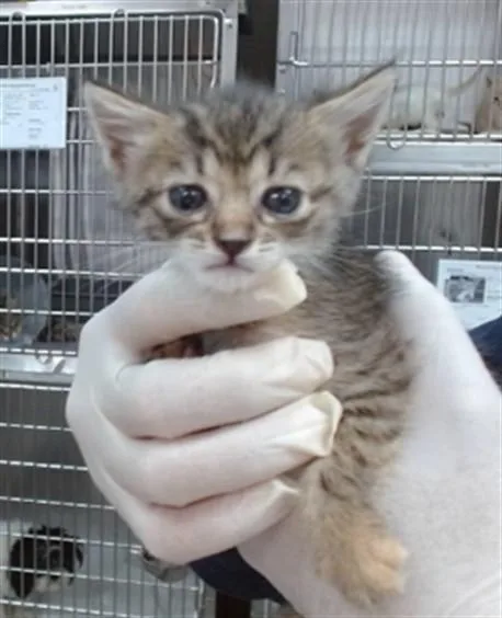 A baby small-sized female Domestic Short Hair cat named Maddi for adoption in Salinas, CA