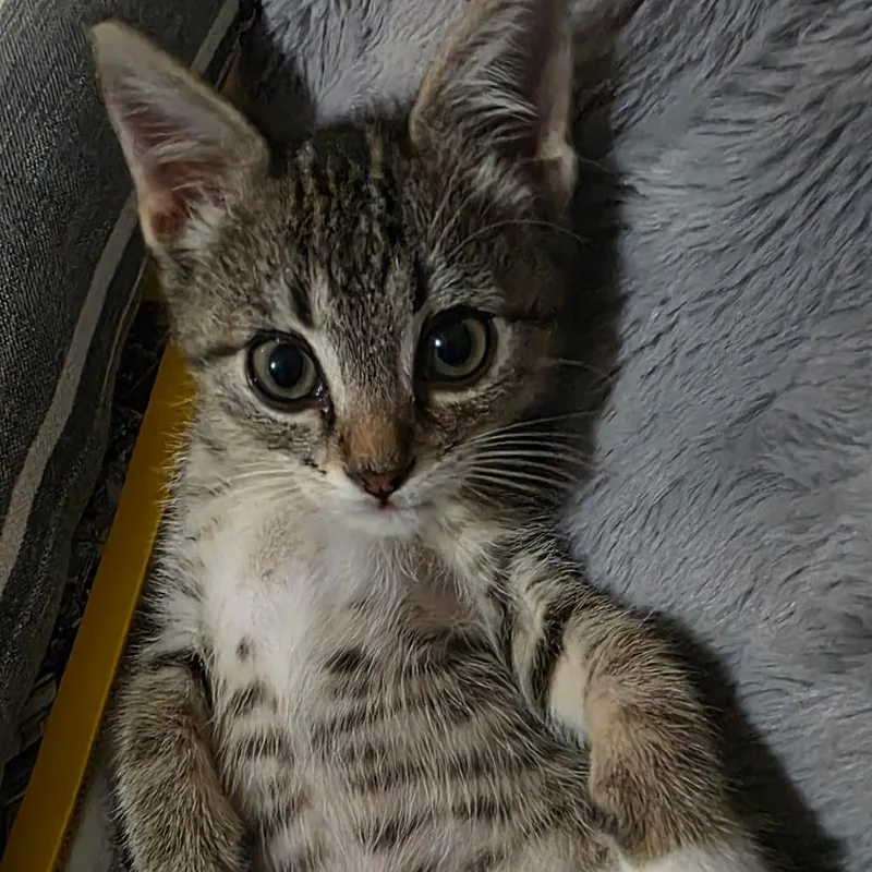 Beauregard thumbnail 3