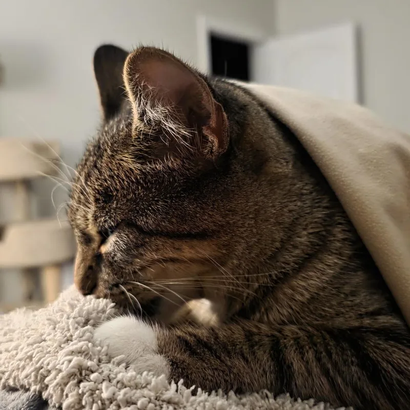 Beauregard thumbnail 4