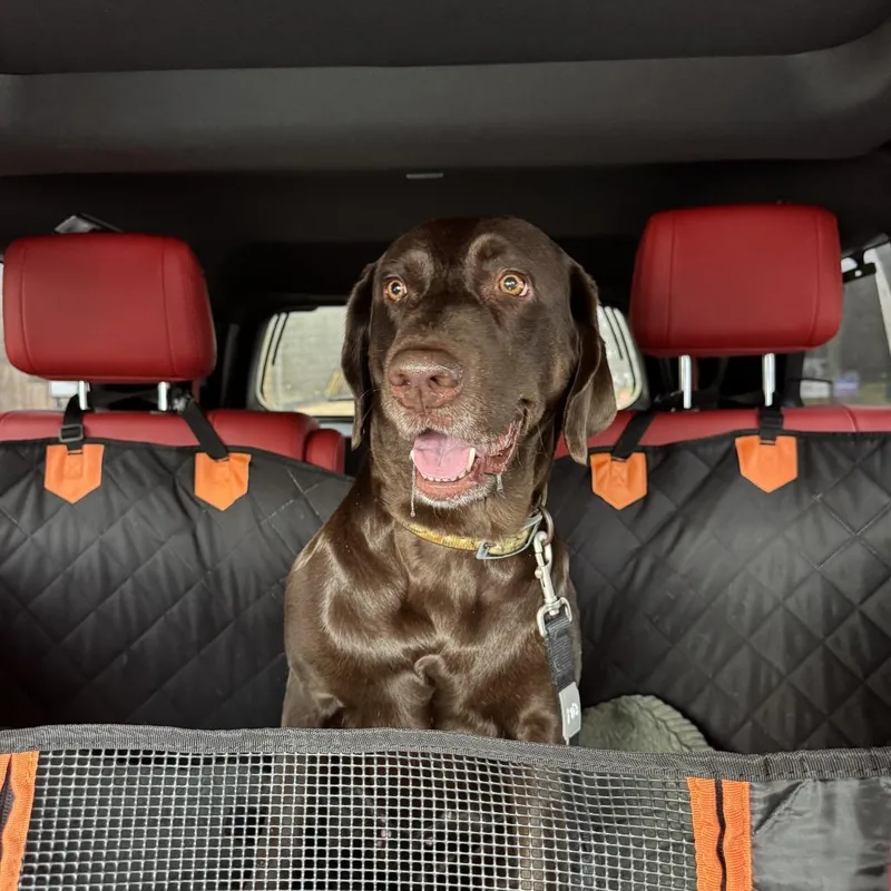 An adult medium-sized female Brown / Chocolate Chocolate Labrador Retriever dog named Georgia for adoption in Winder, GA