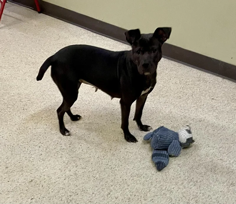 A young medium-sized female Terrier dog named Trudy for adoption in Muncie, IN