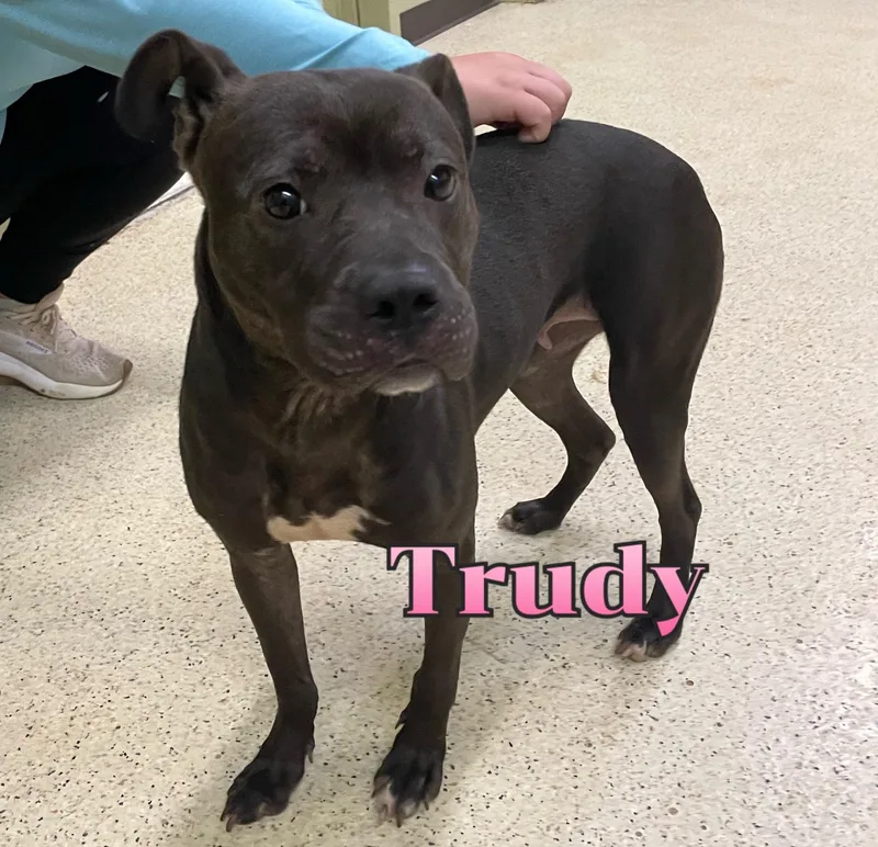Trudy thumbnail 2