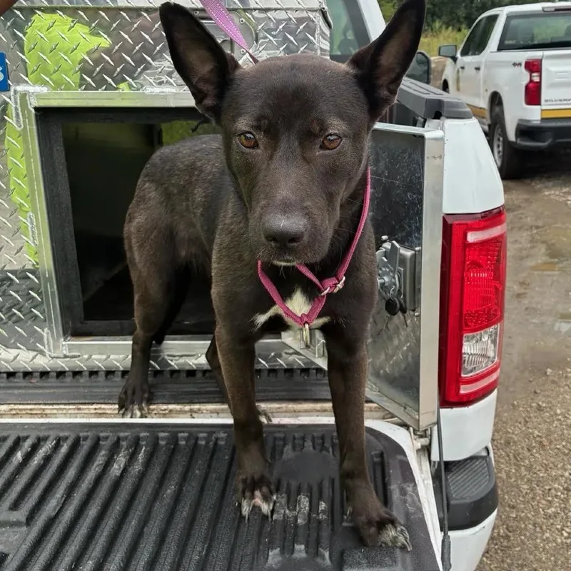 A young medium-sized female Shepherd dog named Arwen for adoption in East Saint Louis, IL