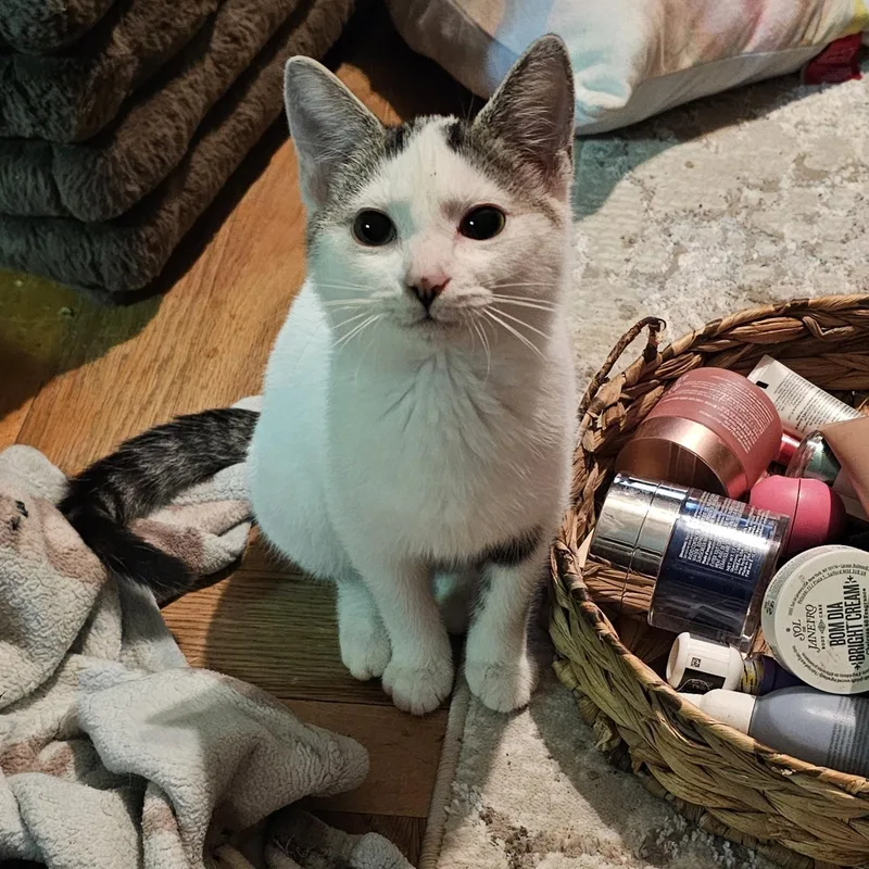 A young medium-sized female White Domestic Short Hair cat named Ice for adoption in Logan, OH