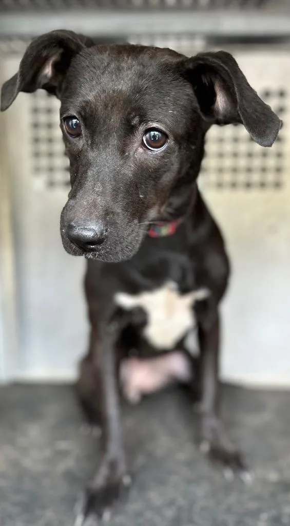 A baby small-sized female Mixed Breed dog named Huggie for adoption in Rome, GA