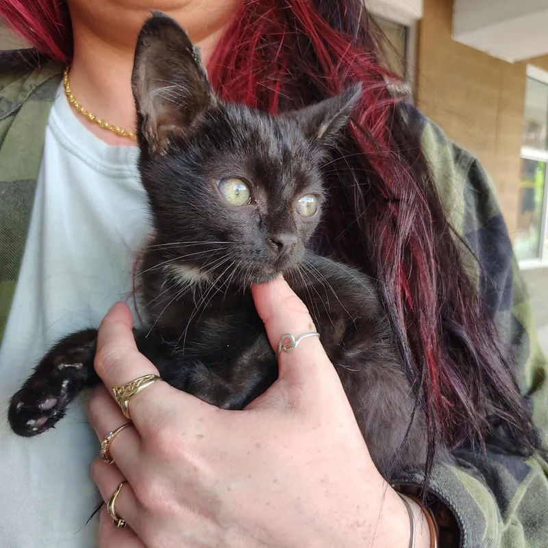 A baby medium-sized male Black Domestic Short Hair cat named Fred Astaire for adoption in Beulaville, NC
