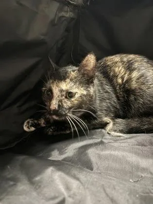 An adult medium-sized female Domestic Short Hair cat named Barbie for adoption in Palm Coast, FL