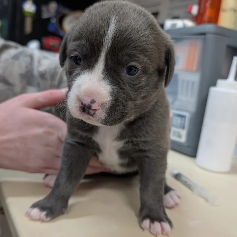 A baby small-sized female Gray / Blue / Silver Mixed Breed dog named Taffy for adoption in Ardmore, OK