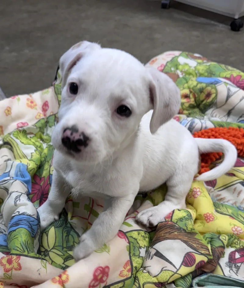 Pebbles Buckaroo thumbnail 2