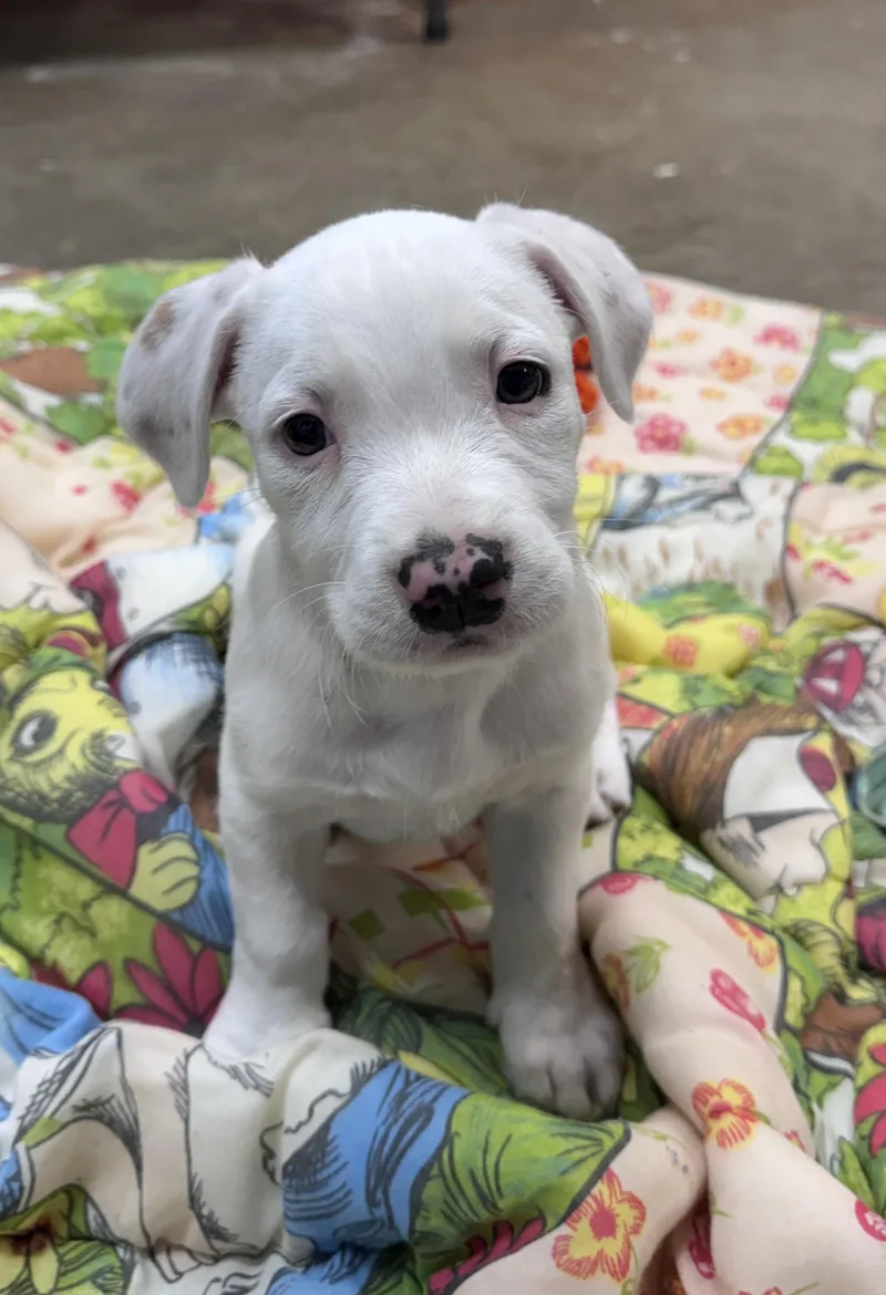 Pebbles Buckaroo thumbnail 4