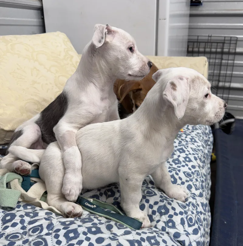 Pebbles Buckaroo thumbnail 5