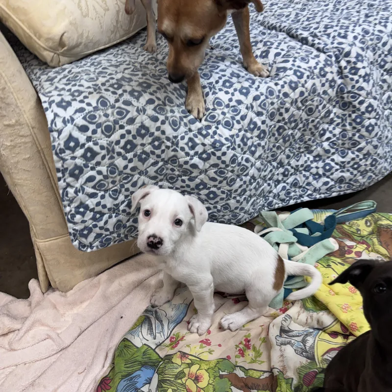 Pebbles Buckaroo thumbnail 6