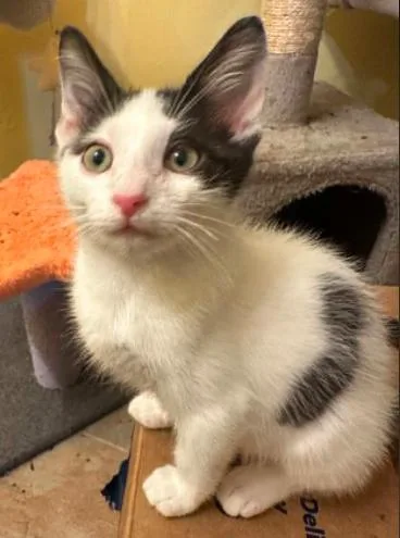 A baby medium-sized male Black & White / Tuxedo Domestic Short Hair cat named Lumi for adoption in Battle Creek, MI