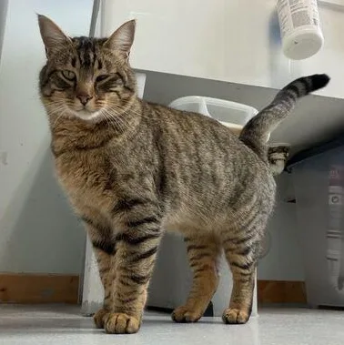 Jelly Roll Whiskers thumbnail 2