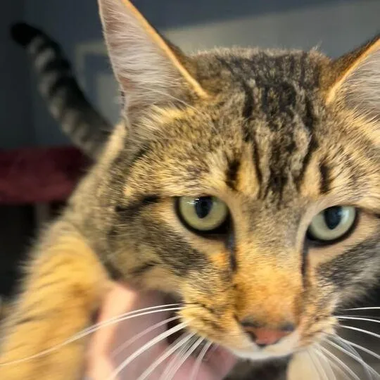 Jelly Roll Whiskers thumbnail 3