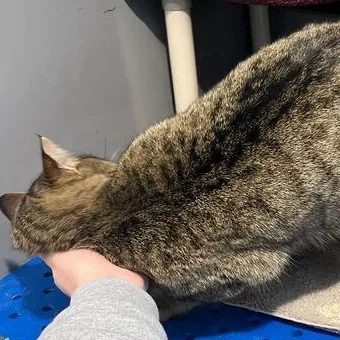 Jelly Roll Whiskers thumbnail 4