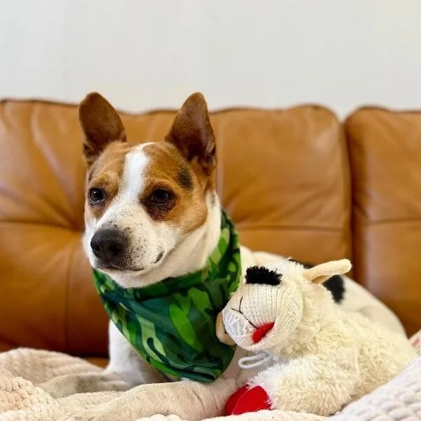 An adult small-sized male White / Cream Jack Russell Terrier dog named Jack Jack for adoption in Friendswood, TX