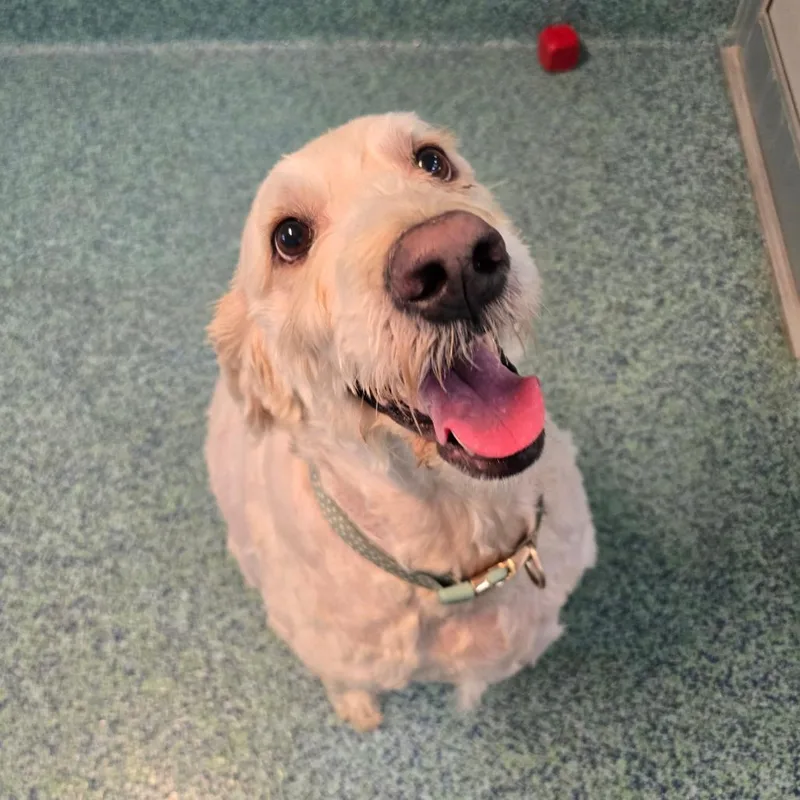 A senior large-sized female Yellow / Tan / Blond / Fawn Mixed Breed dog named Josie for adoption in Naples, FL