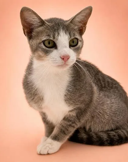 An adult medium-sized female Domestic Short Hair cat named Hopper for adoption in Bowling Green, KY
