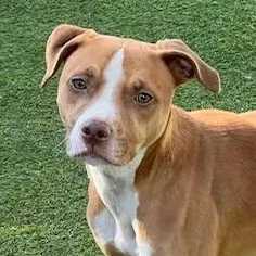 An adult medium-sized female Golden Labrador Retriever dog named Nicks DS for adoption in Austin, TX