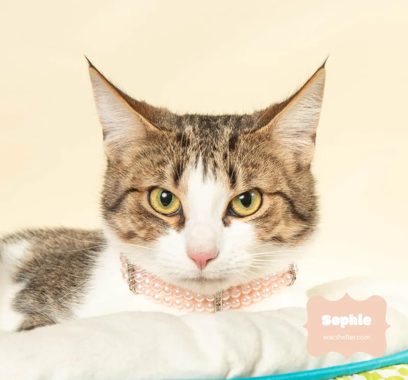 A young medium-sized female Tabby (Brown / Chocolate) Domestic Short Hair cat named Sophie for adoption in Wyandotte, MI