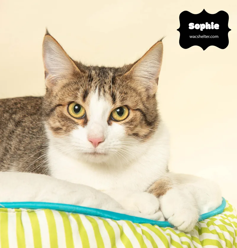 Sophie thumbnail 3