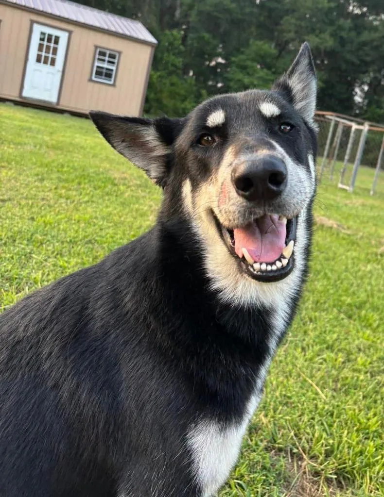 A young medium-sized male Husky dog named Buddy for adoption in Marianna, FL