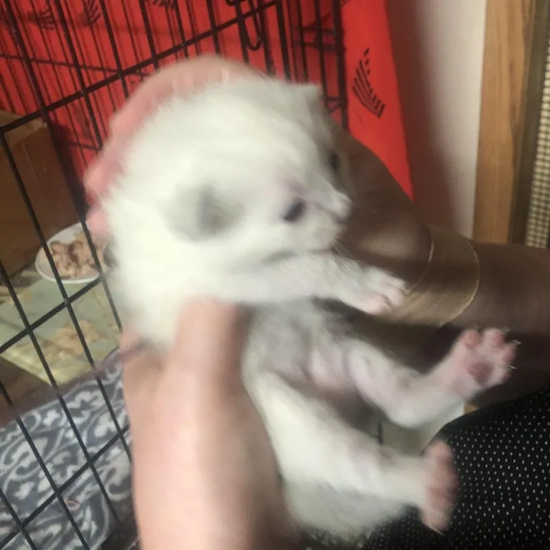 Bebe