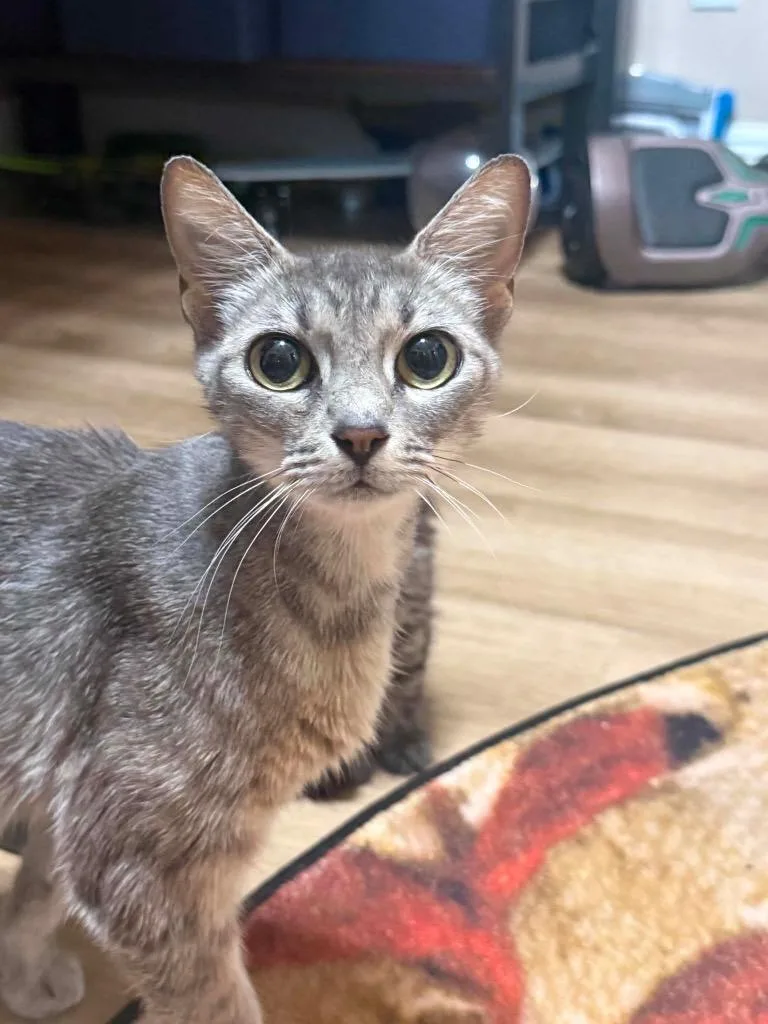 A young small-sized female Domestic Short Hair cat named Sushi for adoption in Orlando, FL