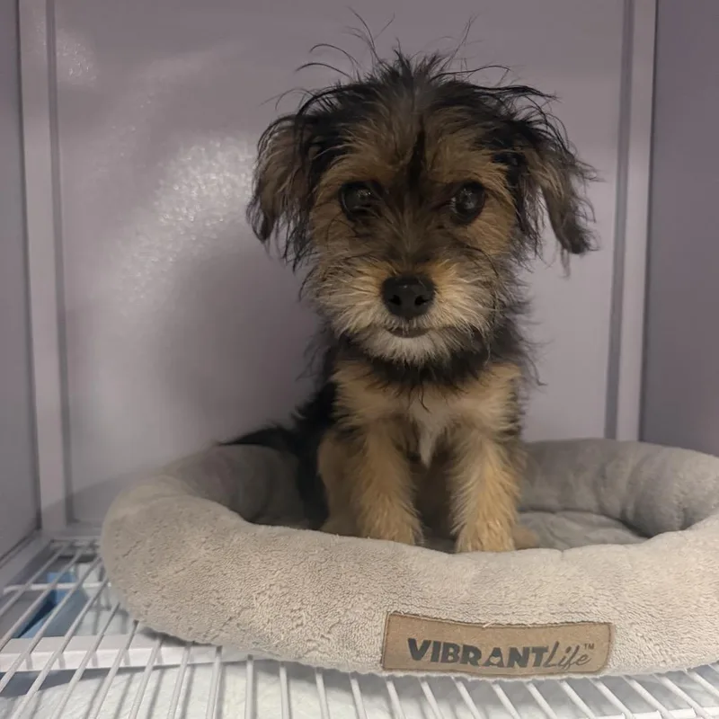 A baby small-sized female Black Yorkshire Terrier dog named Chloe for adoption in Baton Rouge, LA