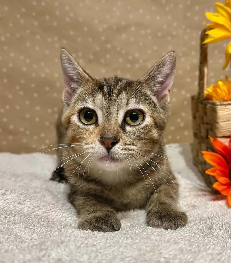 A baby small-sized female Domestic Short Hair cat named Bet for adoption in Groveland, MA