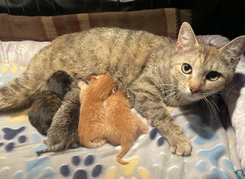 A young medium-sized female Tabby (Buff / Tan / Fawn) Domestic Short Hair cat named Ruby for adoption in Columbia, MD