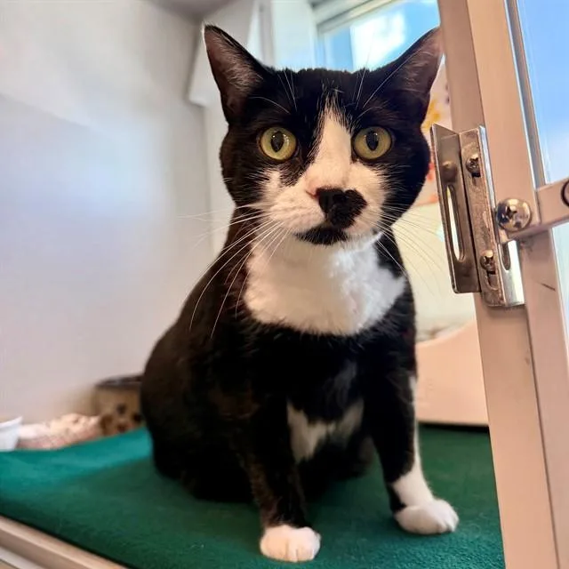 An adult medium-sized female Domestic Short Hair cat named Ingrid for adoption in Leesburg, VA