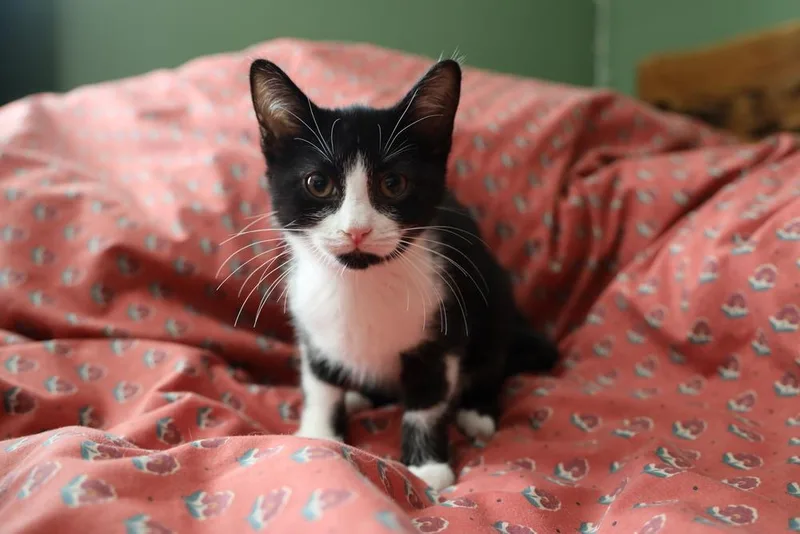 A baby small-sized female Domestic Short Hair cat named Leaf for adoption in Ferndale, MI