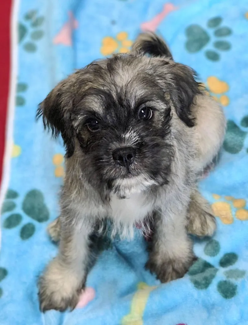A baby small-sized male Yellow / Tan / Blond / Fawn Maltese dog named Cosmo for adoption in Los Angeles, CA