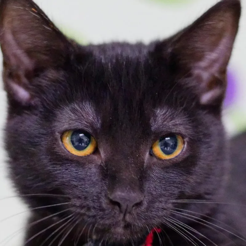 A baby medium-sized female Domestic Short Hair cat named Nori for adoption in Hot Springs, AR