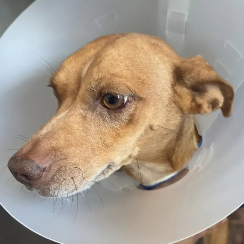 An adult small-sized female Yellow / Tan / Blond / Fawn Mixed Breed dog named Cee cee for adoption in Leander, TX