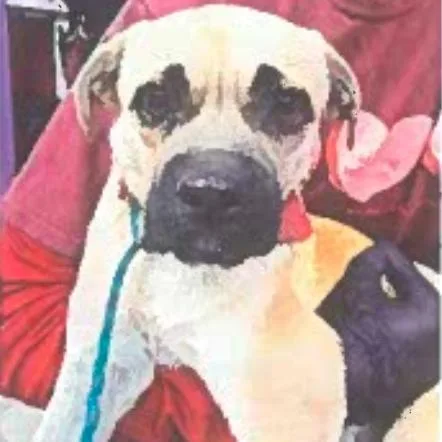 A young small-sized female Yellow / Tan / Blond / Fawn Pug dog named Lily for adoption in Tacoma, WA