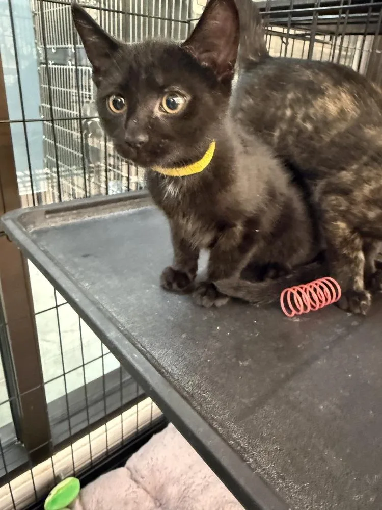 A baby small-sized female Black Domestic Short Hair cat named Stuart for adoption in Taylor, PA