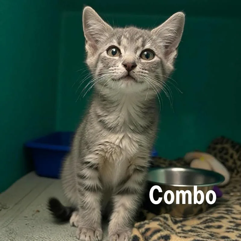 A baby small-sized female Domestic Medium Hair cat named Combo for adoption in Oak Ridge, TN