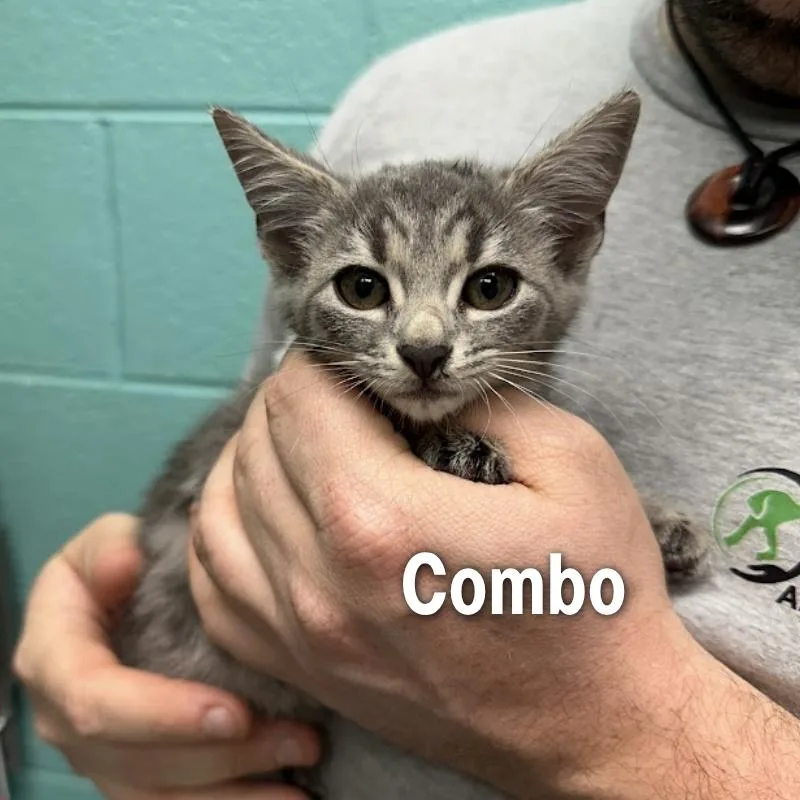 Combo thumbnail 2