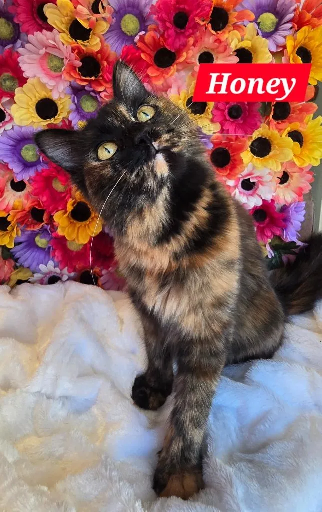 A young large-sized female Domestic Long Hair cat named Honey for adoption in San Jacinto, CA