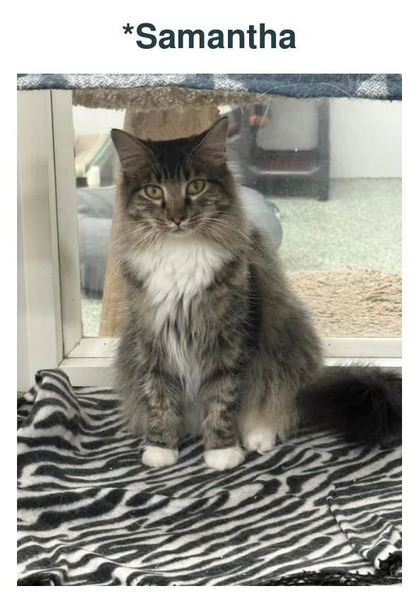 An adult medium-sized female Gray & White Domestic Long Hair cat named Samantha for adoption in Richland Center, WI