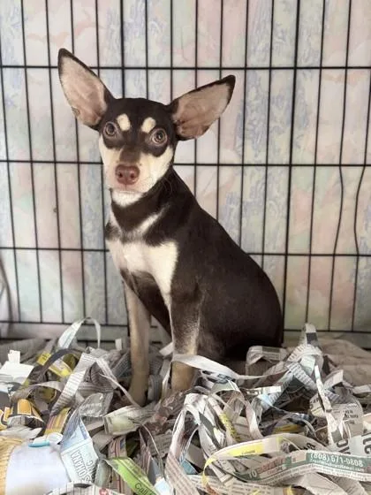 A baby small-sized male Chihuahua dog named Cactus for adoption in Honolulu, HI