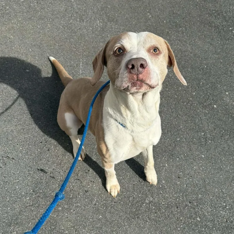 A senior medium-sized male Yellow / Tan / Blond / Fawn Hound dog named Oakley for adoption in Concord, NC