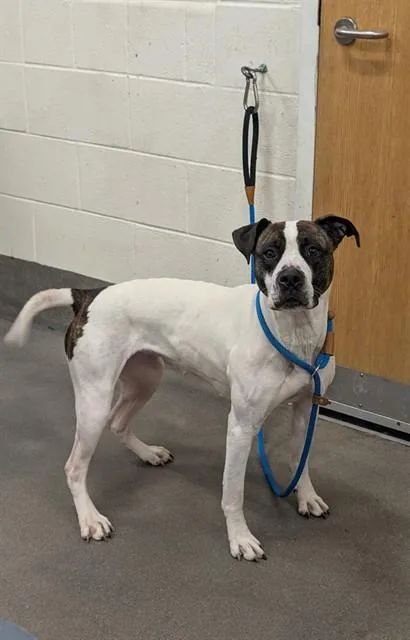 An adult large-sized female Foxhound dog named Butterscotch for adoption in Upper Marlboro, MD