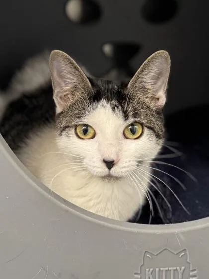 Chloe Kim thumbnail 2