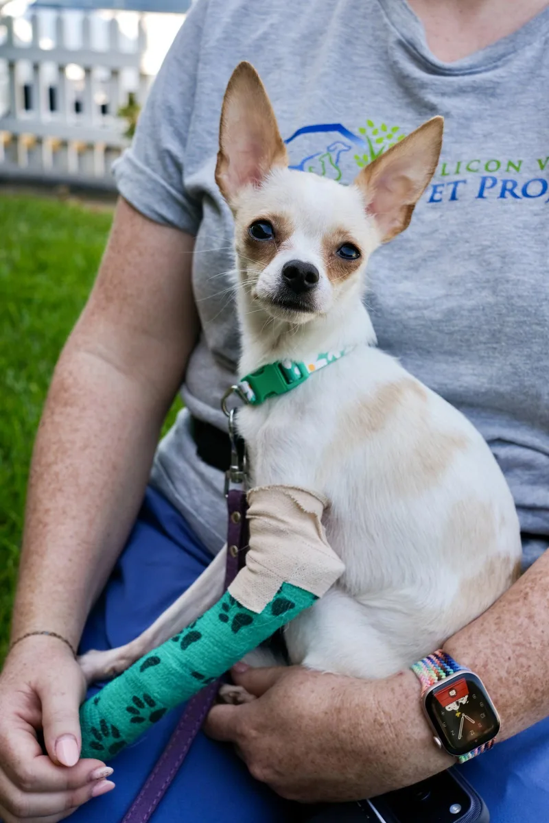 An adult small-sized female Chihuahua dog named Little Girl for adoption in San Jose, CA