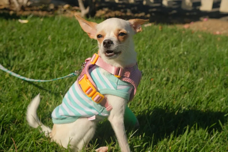 Little Girl thumbnail 2
